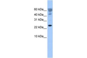 Western Blotting (WB) image for anti-FUN14 Domain Containing 1 (FUNDC1) antibody (ABIN2463549) (FUNDC1 抗体)