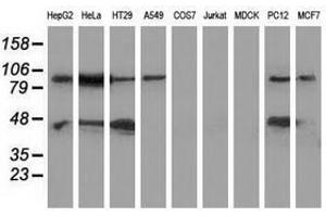 Image no. 2 for anti-Mitogen-Activated Protein Kinase 12 (MAPK12) antibody (ABIN1499303) (MAPK12 抗体)