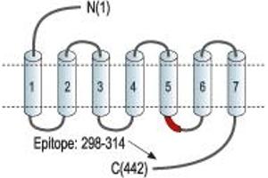Representative domain view of the target of ABIN7043120.