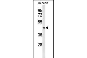 Western blot analysis of DBC1 Antibody (N-term) (ABIN653418 and ABIN2842866) in mouse heart tissue lysates (35 μg/lane). (DBC1 抗体  (N-Term))