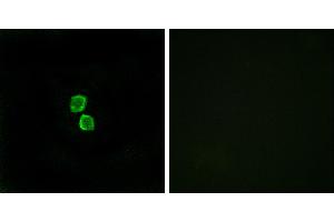 Peptide - +Immunofluorescence analysis of MCF-7 cells, using CKLF1 antibody. (CMTM1 抗体)