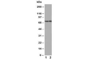 Western blot testing of ABCG4 antibody (ABCG4 抗体  (Middle Region))