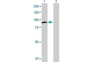 Western Blot analysis of MX1 expression in transfected 293T cell line by MX1 MaxPab polyclonal antibody. (MX1 抗体  (AA 1-662))