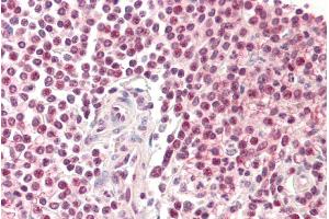 ABIN185265 (5µg/ml) staining of paraffin embedded Human Spleen. (Pirin 抗体  (N-Term))