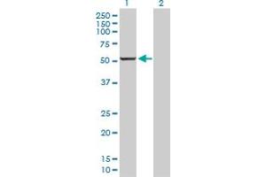 Western Blotting (WB) image for anti-Cytochrome P450, Family 1, Subfamily A, Polypeptide 2 (CYP1A2) (AA 1-516) antibody (ABIN514820)