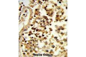 Immunohistochemistry (IHC) image for anti-Interleukin 31 (IL31) antibody (ABIN3004157) (IL-31 抗体)