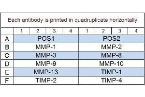 Image no. 1 for Human MMP Array Q1 (ABIN625748) (人 MMP Array Q1)