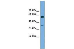 WB Suggested Anti-SAAL1 Antibody Titration: 0. (SAAL1 抗体  (N-Term))