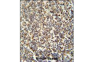 DENND1B antibody immunohistochemistry analysis in formalin fixed and paraffin embedded human lymph tissue followed by peroxidase conjugation of the secondary antibody and DAB staining.