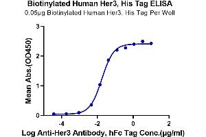 Immobilized Biotinylated Human Her3 at 0. (ERBB3 Protein (AA 20-643) (His-Avi Tag,Biotin))