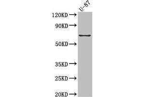 Western Blot Positive WB detected in: U-87 whole cell lysate All lanes: COX2 Antibody at 1:1000 Secondary Goat polyclonal to rabbit IgG at 1/50000 dilution Predicted band size: 69 kDa Observed band size: 69 kDa (Recombinant PTGS2 抗体)
