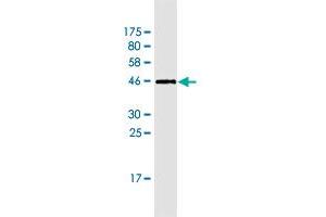 Western Blot detection against Immunogen (45. (Neudesin 抗体  (AA 1-172))