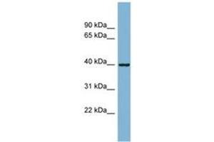 Image no. 1 for anti-ELMO/CED-12 Domain Containing 2 (ELMOD2) (AA 35-84) antibody (ABIN6742092) (ELMOD2 抗体  (AA 35-84))