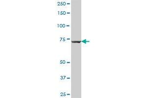 RABGEF1 MaxPab polyclonal antibody. (RABGEF1 抗体  (AA 1-491))