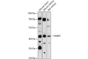Western blot analysis of extracts of various cell lines, using H antibody (ABIN7267799) at 1:1000 dilution. (HABP4 抗体)