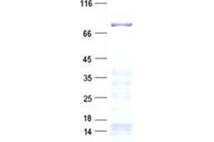 Validation with Western Blot (ARHGAP24 Protein (His tag))