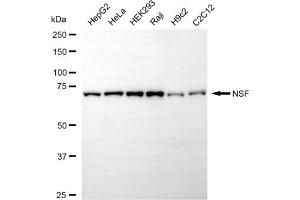 Western blotting analysis using NSF antibody (ABIN7799533).