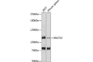 Western blot analysis of extracts of various cell lines, using MLLT10 antibody (ABIN7269602) at 1:1000 dilution. (MLLT10 抗体  (AA 250-500))