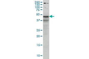 SHBG monoclonal antibody (M01), clone 5E6 Western Blot analysis of SHBG expression in HepG2 . (SHBG 抗体  (AA 41-140))