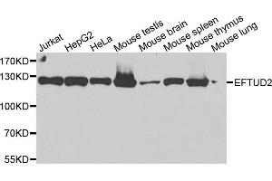 Western blot analysis of extracts of various cell lines, using EFTUD2 antibody. (EFTUD2 抗体)