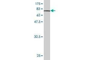 Western Blot detection against Immunogen (73. (ENO1 抗体  (AA 1-434))