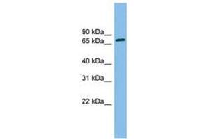 Image no. 1 for anti-Outer Dense Fiber of Sperm Tails 2 (ODF2) (N-Term) antibody (ABIN6745049) (ODF2 抗体  (N-Term))
