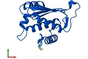 AlphaFold protein structure predicition of Human Recombinant YBEY Protein, UniprotID P58557