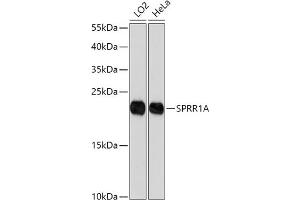 Western blot analysis of extracts of various cell lines, using SPRR1A antibody (ABIN7270369) at 1:1000 dilution. (SPRR1A 抗体)