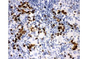 Anti-Myeloperoxidase Picoband antibody,  IHC(P): Rat Spleen Tissue (Myeloperoxidase 抗体  (AA 406-745))