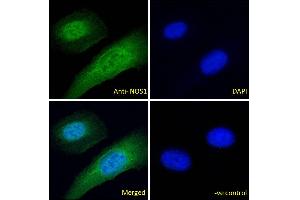 ABIN184662 Immunofluorescence analysis of paraformaldehyde fixed U2OS cells, permeabilized with 0. (NOS1 抗体  (C-Term))