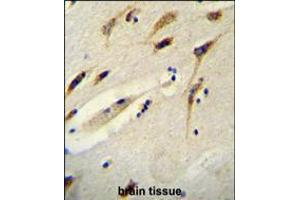 BEX1 Antibody immunohistochemistry analysis in formalin fixed and paraffin embedded human brain tissue followed by peroxidase conjugation of the secondary antibody and DAB staining. (BEX1 抗体  (AA 63-90))