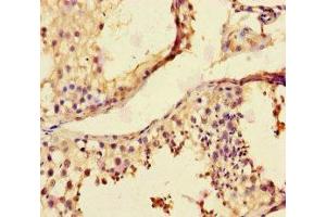 Immunohistochemistry of paraffin-embedded human testis tissue using ABIN7158878 at dilution of 1:100 (MMP12 抗体  (AA 109-470))