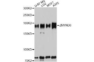 Western blot analysis of extracts of various cell lines, using ZMYND8 antibody. (ZMYND8 抗体)