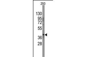 Western blot analysis of SOX2 Antibody (N-term) in 293 cell line lysates (35 μg/lane).