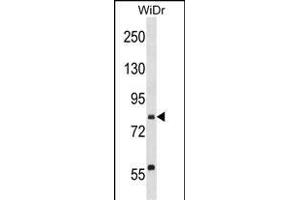 SEC23B Antibody (C-term) (ABIN1537526 and ABIN2850107) western blot analysis in WiDr cell line lysates (35 μg/lane). (Sec23 Homolog B 抗体  (C-Term))