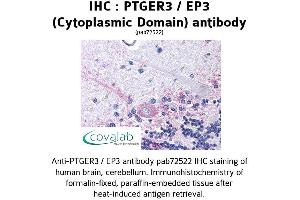 Image no. 1 for anti-Prostaglandin E Receptor 3 (Subtype EP3) (PTGER3) (3rd Cytoplasmic Domain) antibody (ABIN1738558)