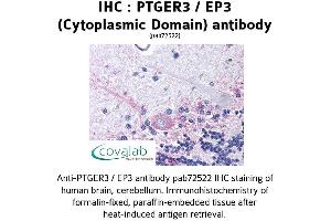 Image no. 1 for anti-Prostaglandin E Receptor 3 (Subtype EP3) (PTGER3) (3rd Cytoplasmic Domain) antibody (ABIN1738558) (PTGER3 抗体  (3rd Cytoplasmic Domain))