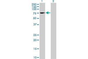 Western Blot analysis of NFIA expression in transfected 293T cell line by NFIA MaxPab polyclonal antibody.