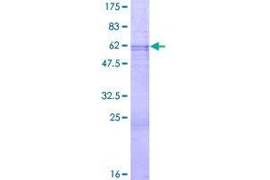 Image no. 1 for Programmed Cell Death 1 (PDCD1) (AA 1-288) protein (GST tag) (ABIN1314405)