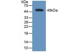 Detection of Recombinant CALU, Human using Polyclonal Antibody to Calumenin (CALU) (CALU 抗体  (AA 20-315))