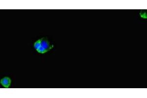 Immunofluorescent analysis of MCF-7 cells using ABIN7166656 at dilution of 1:100 and Alexa Fluor 488-congugated AffiniPure Goat Anti-Rabbit IgG(H+L) (LPAL2 抗体  (AA 52-124))