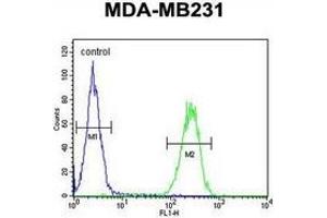 Flow cytometric analysis of MDA-MB231 cells (right histogram) compared to a negative control cell (left histogram) using Trypsin-3 / PRSS3  Antibody (N-term), followed by FITC-conjugated goat-anti-rabbit secondary antibodies. (PRSS3 抗体  (N-Term))