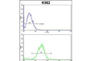 Flow cytometric analysis of k562 cells (bottom histogram) compared to a negative control cell (top histogram). (CDC5L 抗体  (AA 187-213))