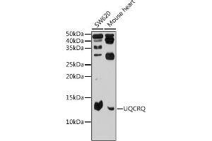 Western blot analysis of extracts of various cell lines, using UQCRQ Rabbit pAb (ABIN6132907, ABIN6149966, ABIN6149967 and ABIN6225209) at 1:500 dilution. (UQCRQ 抗体  (AA 1-82))