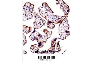 TEAD3 Antibody immunohistochemistry analysis in formalin fixed and paraffin embedded human placenta tissue followed by peroxidase conjugation of the secondary antibody and DAB staining. (TEAD3 抗体  (N-Term))