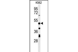 Western blot analysis of RHBG Antibody (C-term) (ABIN653937 and ABIN2843168) in K562 cell line lysates (35 μg/lane). (RHBG 抗体  (C-Term))