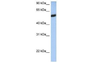 HLA-F antibody used at 1 ug/ml to detect target protein. (HLA-F 抗体  (N-Term))