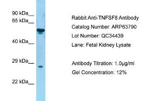 Western Blotting (WB) image for anti-Tumor Necrosis Factor (Ligand) Superfamily, Member 8 (TNFSF8) (N-Term) antibody (ABIN2789625) (TNFSF8 抗体  (N-Term))