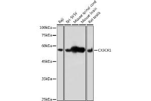 Western blot analysis of extracts of various cell lines, using CX3CR1 antibody (ABIN3016929, ABIN3016930, ABIN1679440 and ABIN6219885) at 1:500 dilution. (CX3CR1 抗体)