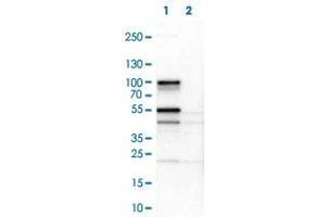 Western Blot (Cell lysate) analysis of (1) NIH-3T3 cell lysate (Mouse embryonic fibroblast cells) and (2) NBT-II cell lysate (Rat Wistar bladder tumour cells). (SH3KBP1 抗体)